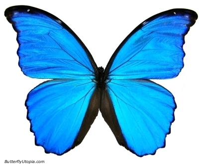 Group of: Blue Morpho butterfly, morpho didius, blue morpho ...