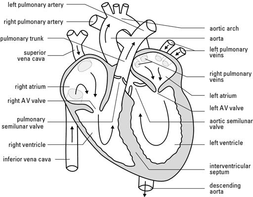 Blank Heart Diagram Blood Flow | Blank Heart Diagram Blood Flow ...