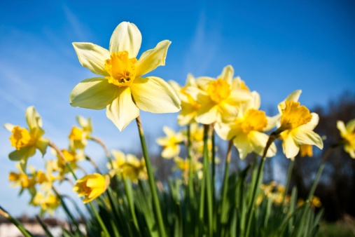 Let's Say Goodbye to Old Man Winter with Daffodils!
