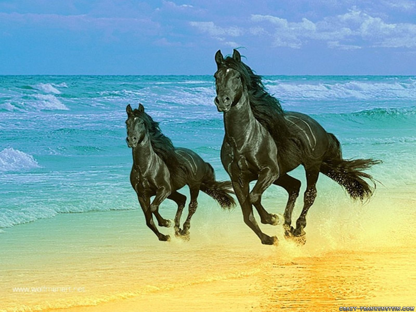 More horse wallpapers! - Horses Wallpaper (15705243) - Fanpop
