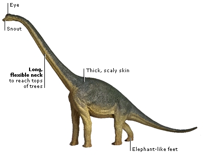 LONG-NECKED HERBIVORES | FactMonster.