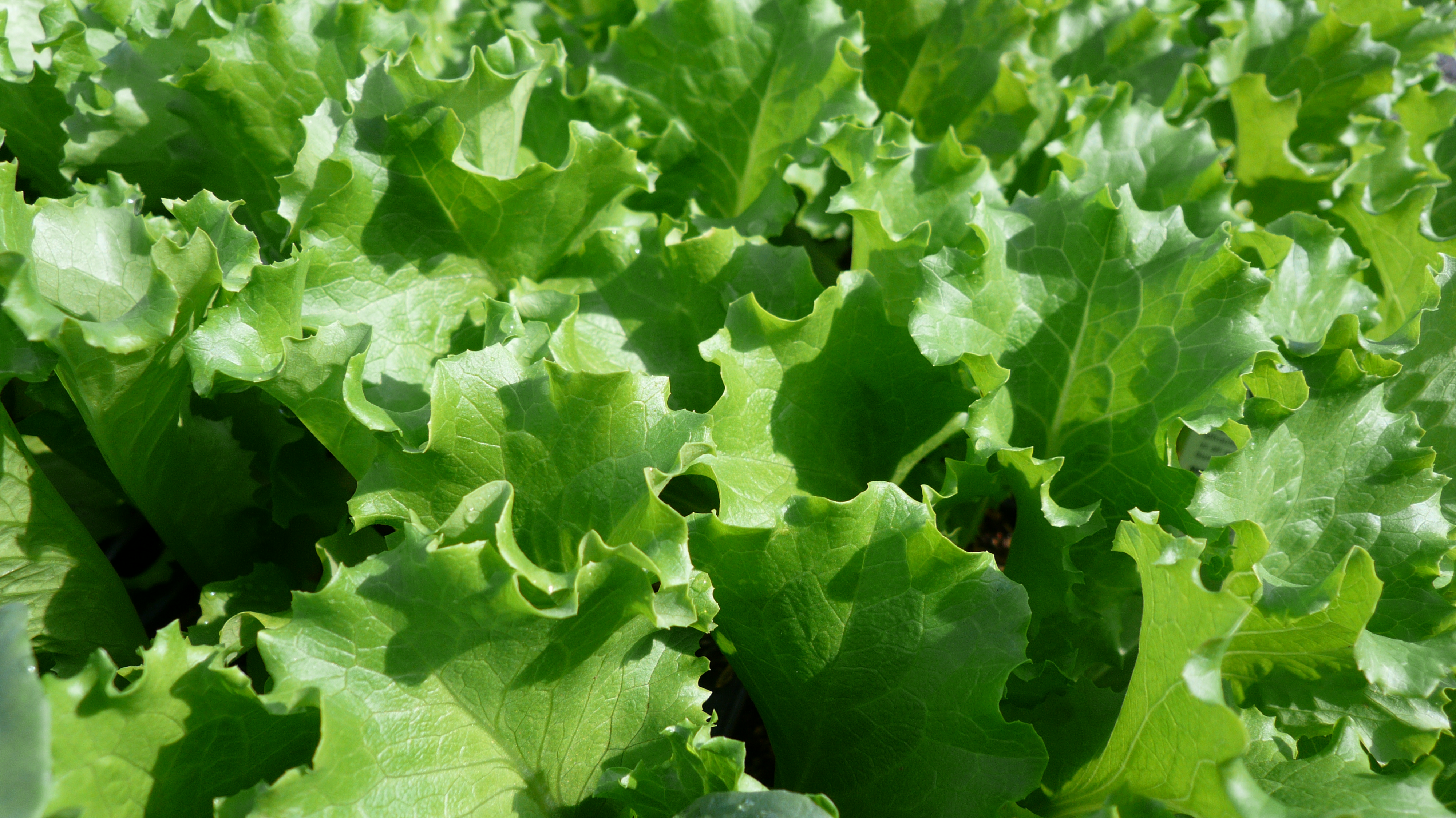 LETTUCE, Leaf Bergam's Green MT | Tried and True