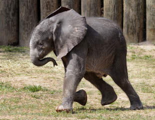 Zoo: Animals safe from Hurricane Sandy - ABC2News.com