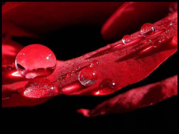 Red Love - Valentine's Day Special - Photo Gallery : Love, Dating
