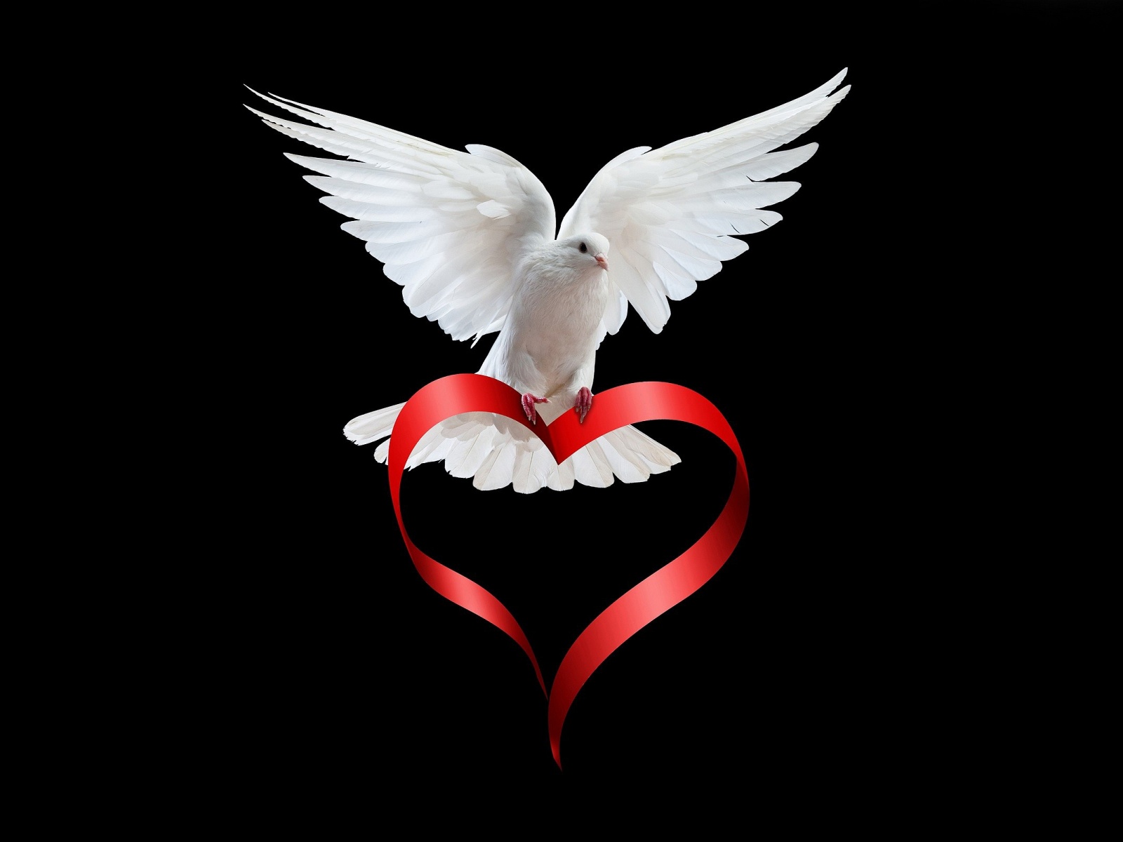 Dove - Doves Wallpaper (32938347) - Fanpop