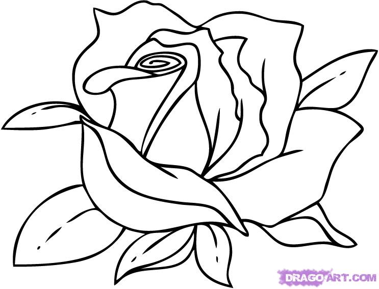 Purple Rose Divider Clipart