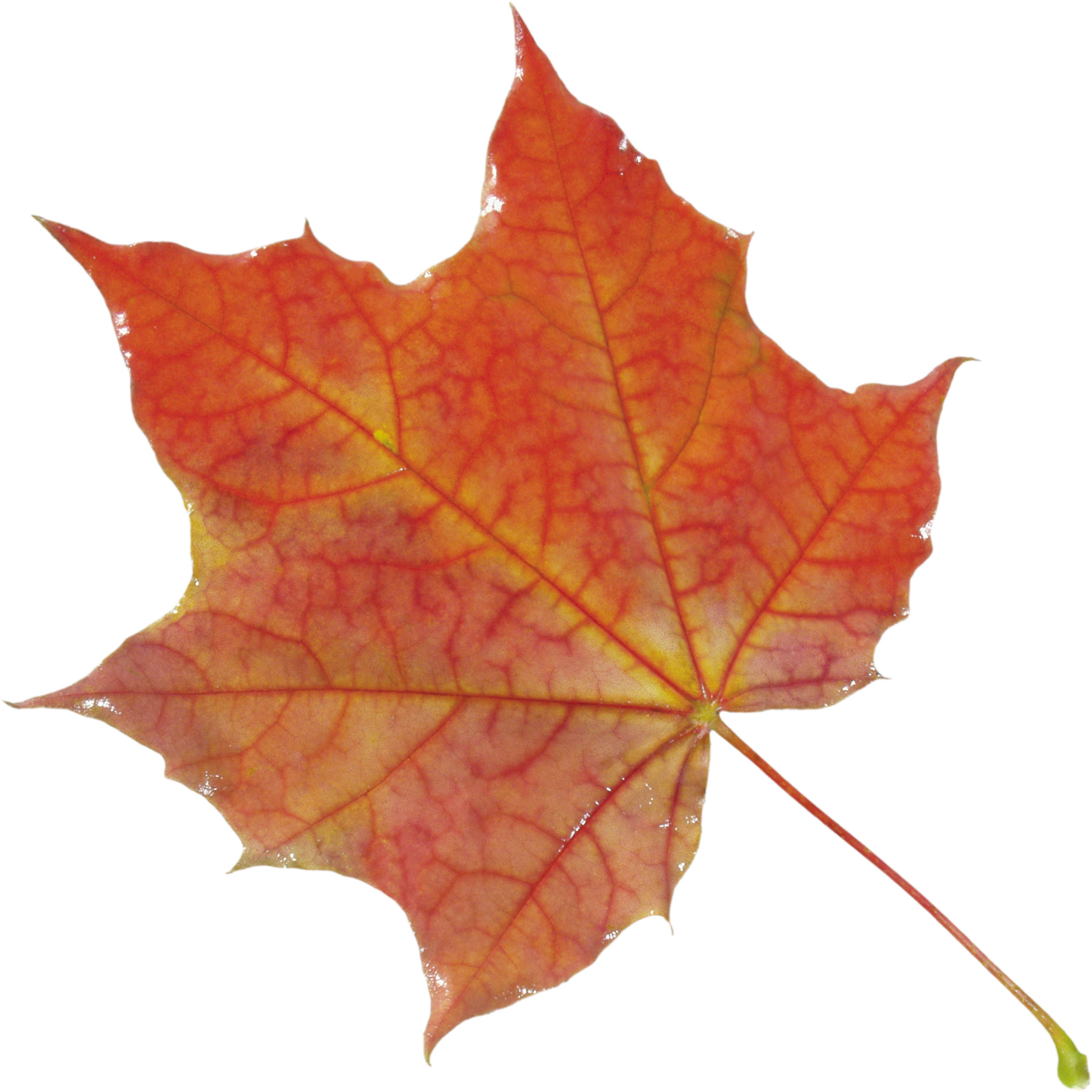 Autumn leaves PNG images, free PNG yellow leaves pictures