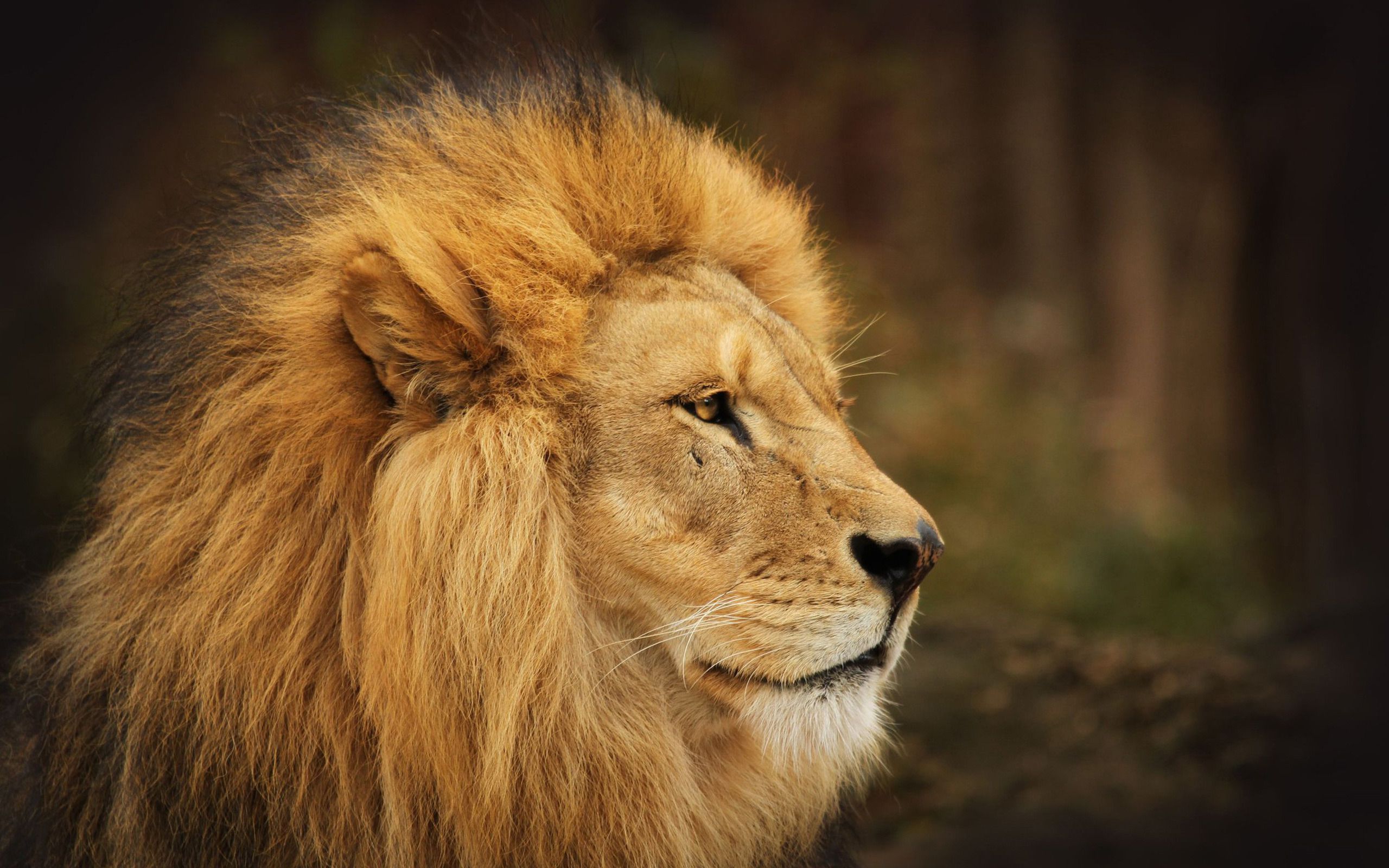 Category: Animals Archives Page 5 of 19 | Wallpaper Details›› Page ...