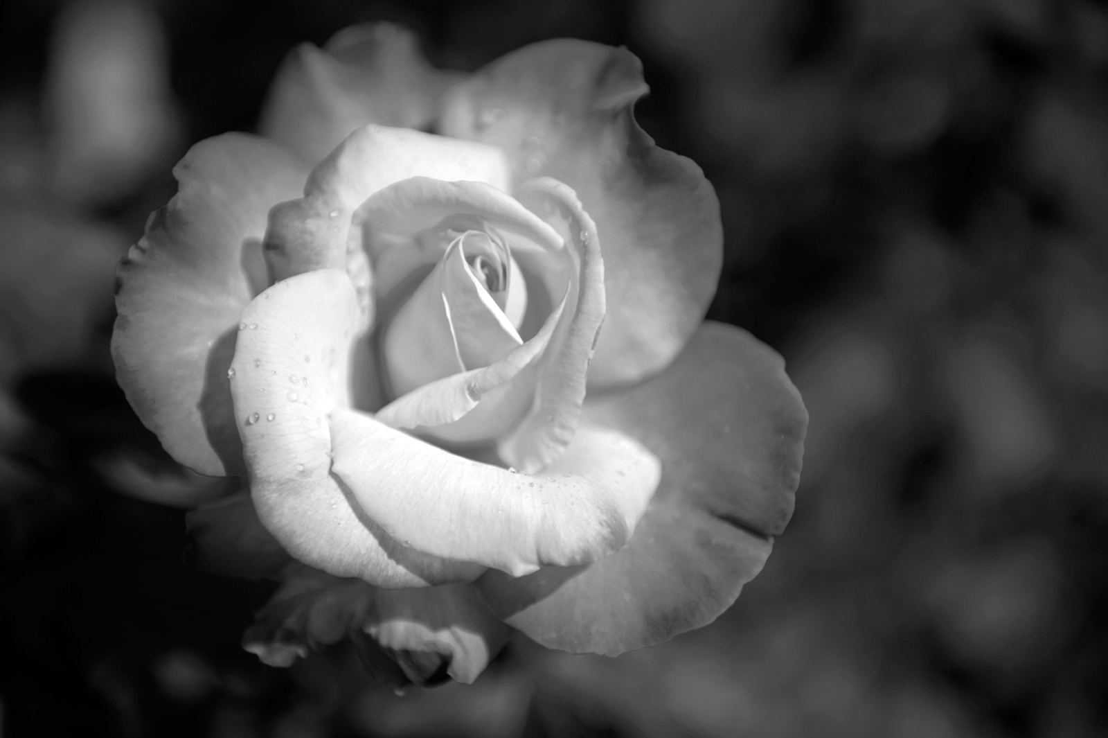Rose flower black & white photography art print | flowers in black ...