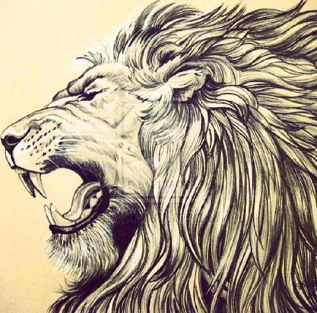 Lion Head Drawing | Viralnova