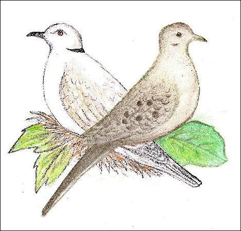 Artists and Birds - articles about birds of the Red Cliffs Audubon ...