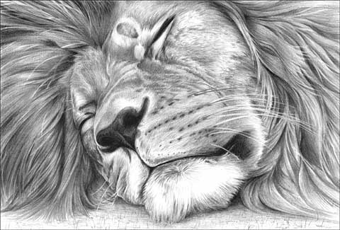 Lion Drawing - Gallery