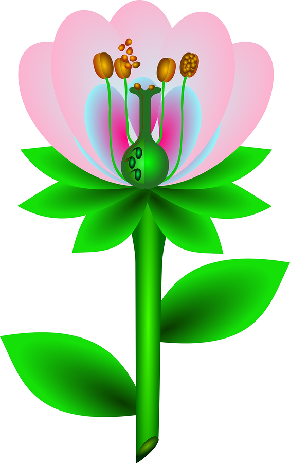 H4H Homeopathy 4 Health - Homeopathics - Pulsatilla - Level 2