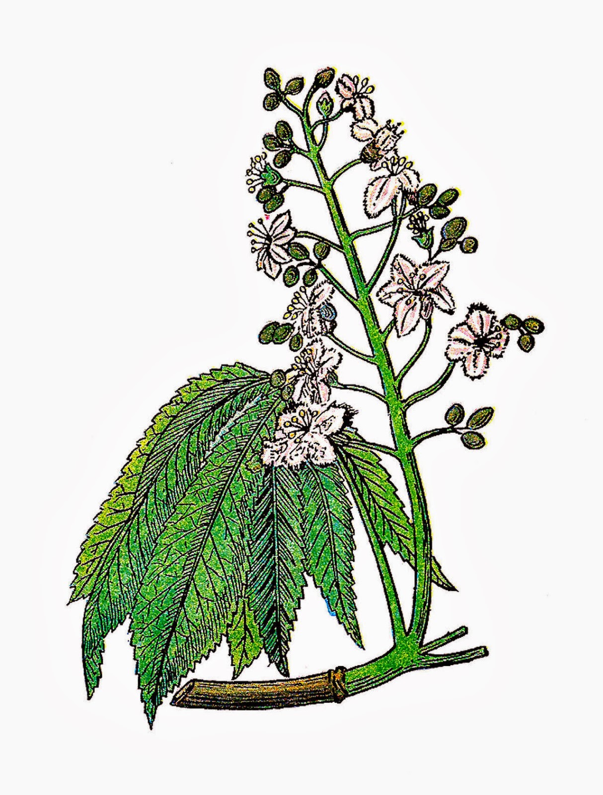 Antique Images: Free Botanical Clip Art: 3 Vintage Herb Graphics ...