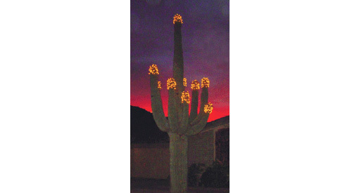 Saguaro menorah glows 7th time for Hanukkah
