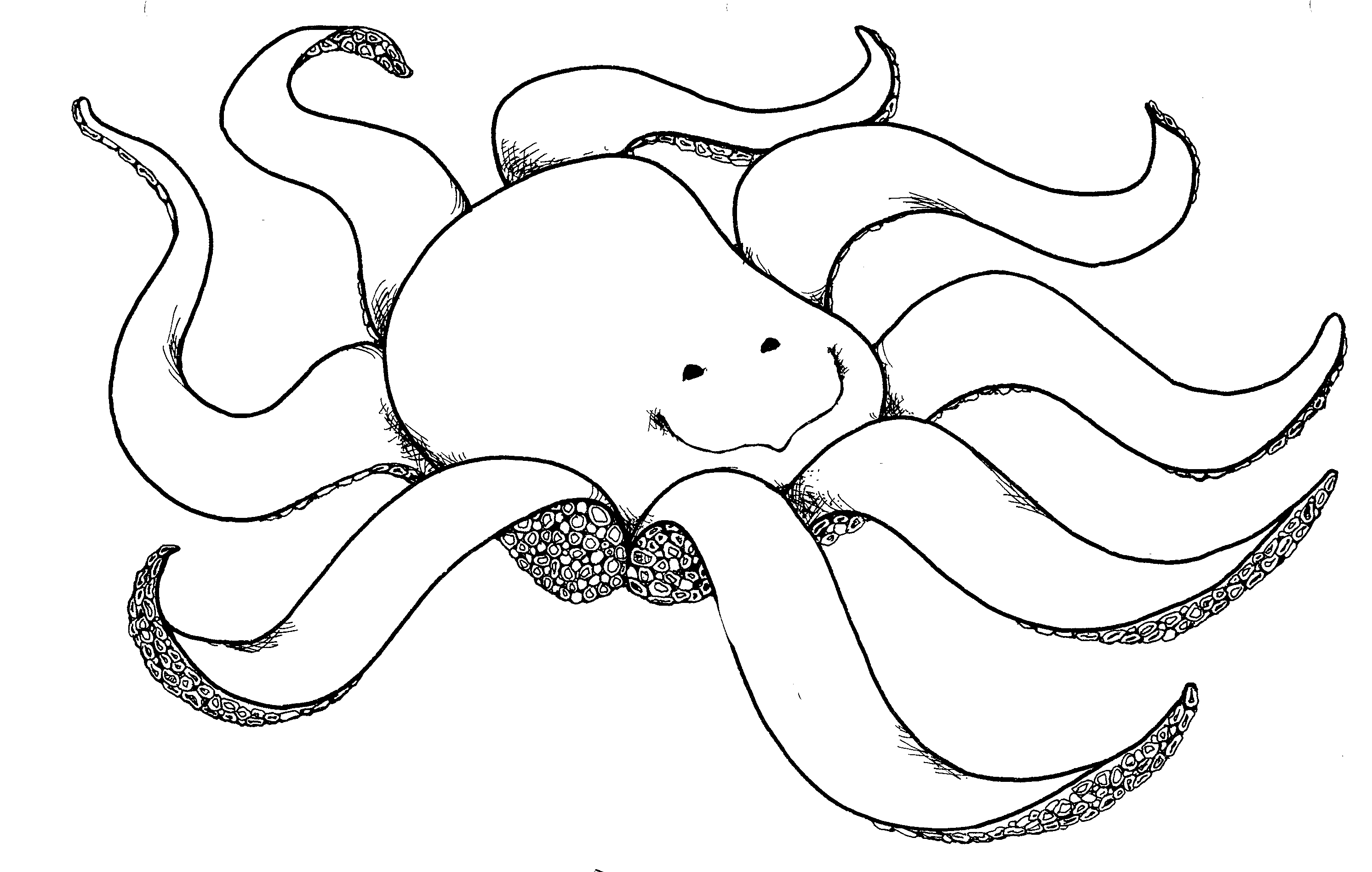 Octopus Line Drawing - ClipArt Best