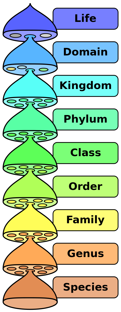 File:Biological classification L Pengo vflip.svg - Wikimedia Commons