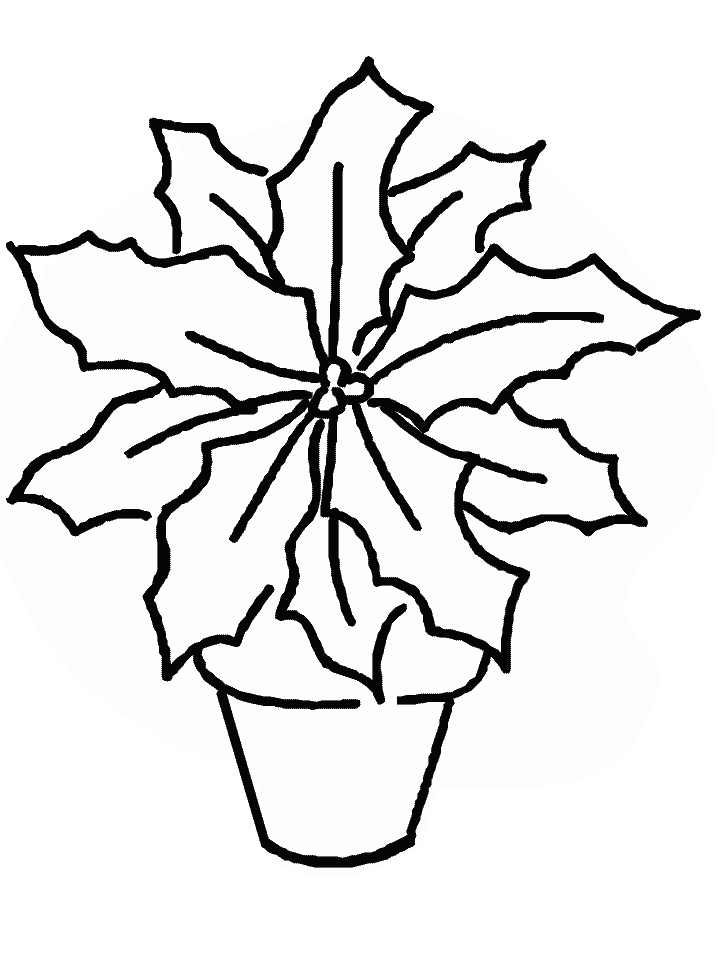 poinsettas Colouring Pages