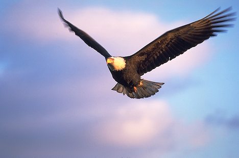 Bald Eagle Flying I Alaska Travel Photos