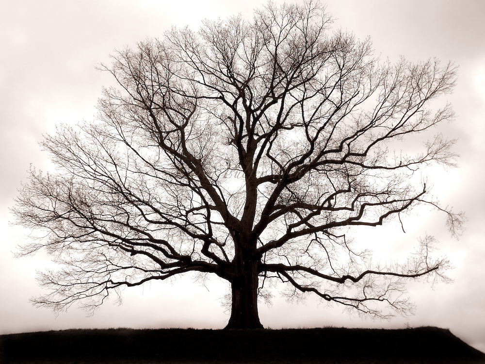 Bare Tree on a Hill | Karen Pulfer Focht-Photojournalist