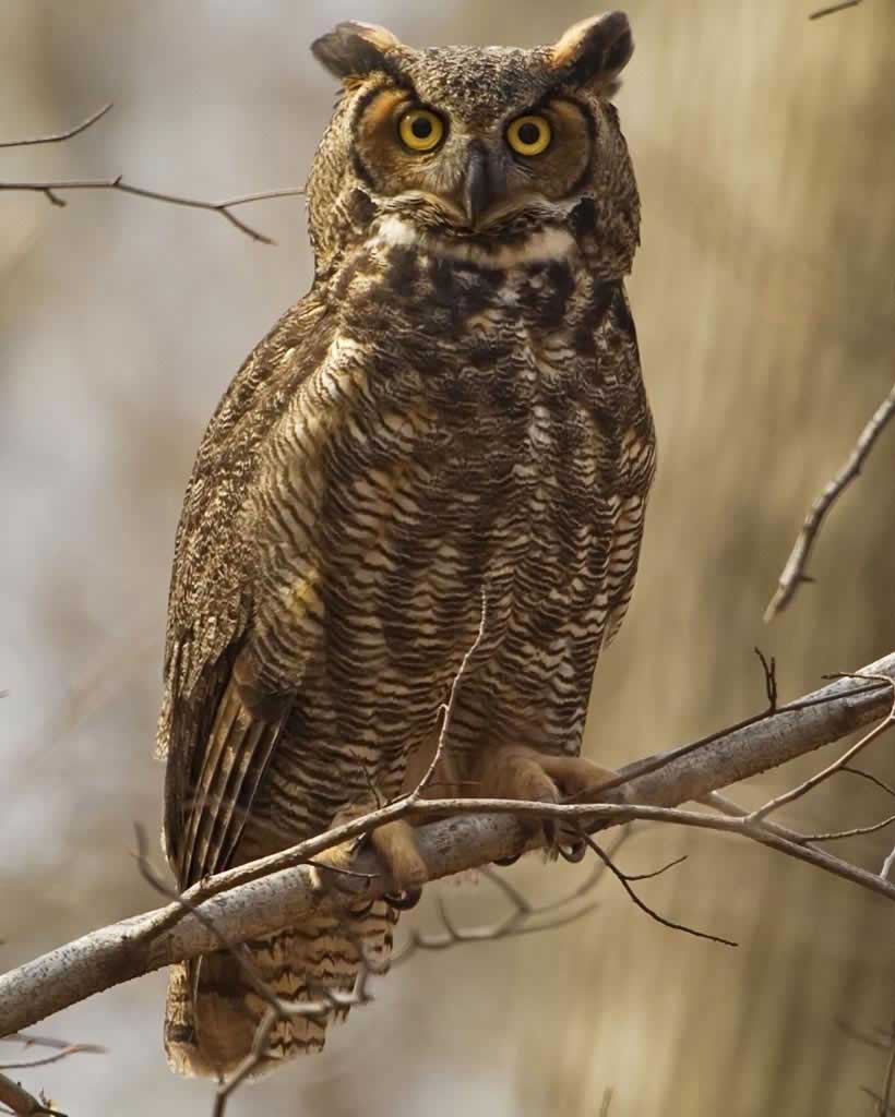Great Horned Owl | Audubon Field Guide