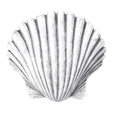 Shells on Behance