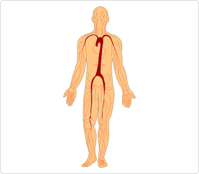 Human Body Clipart For Kids - Gallery