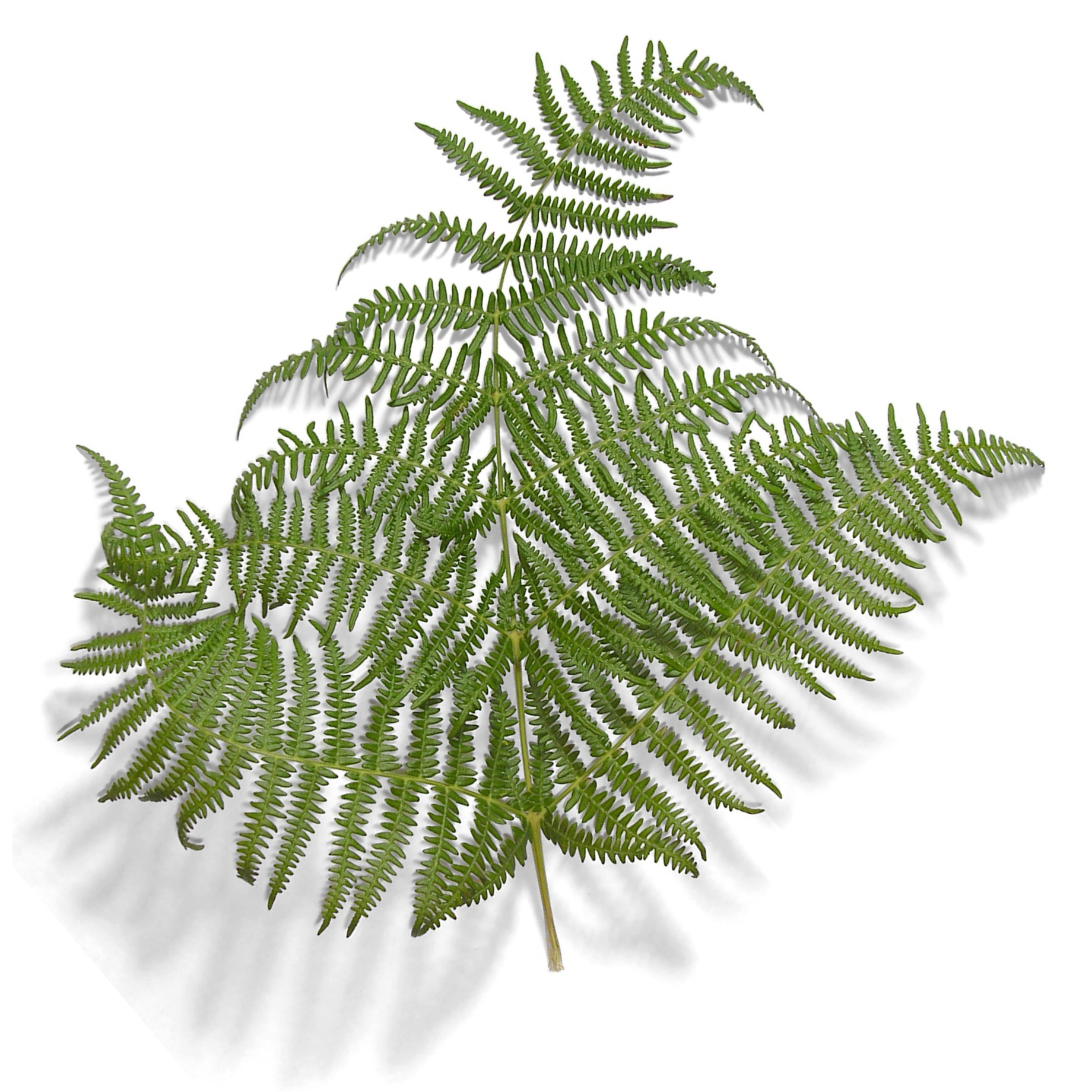 File:Fern-leaf-oliv-2.jpg - Wikimedia Commons
