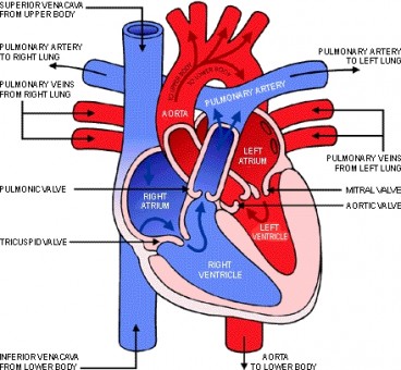 The Cardiovascular System | Publish with Glogster!