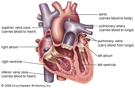 heart | anatomy | Britannica.com