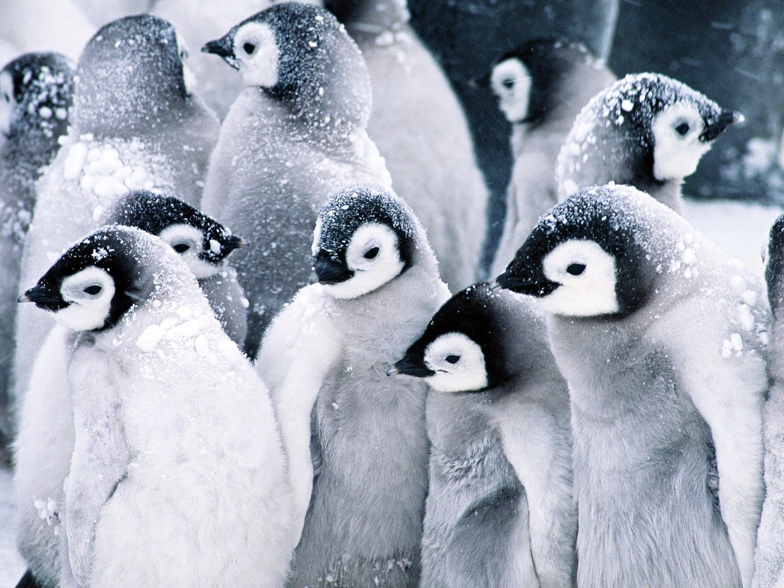 Penguins Wallpaper - Penguins Wallpaper (16119977) - Fanpop