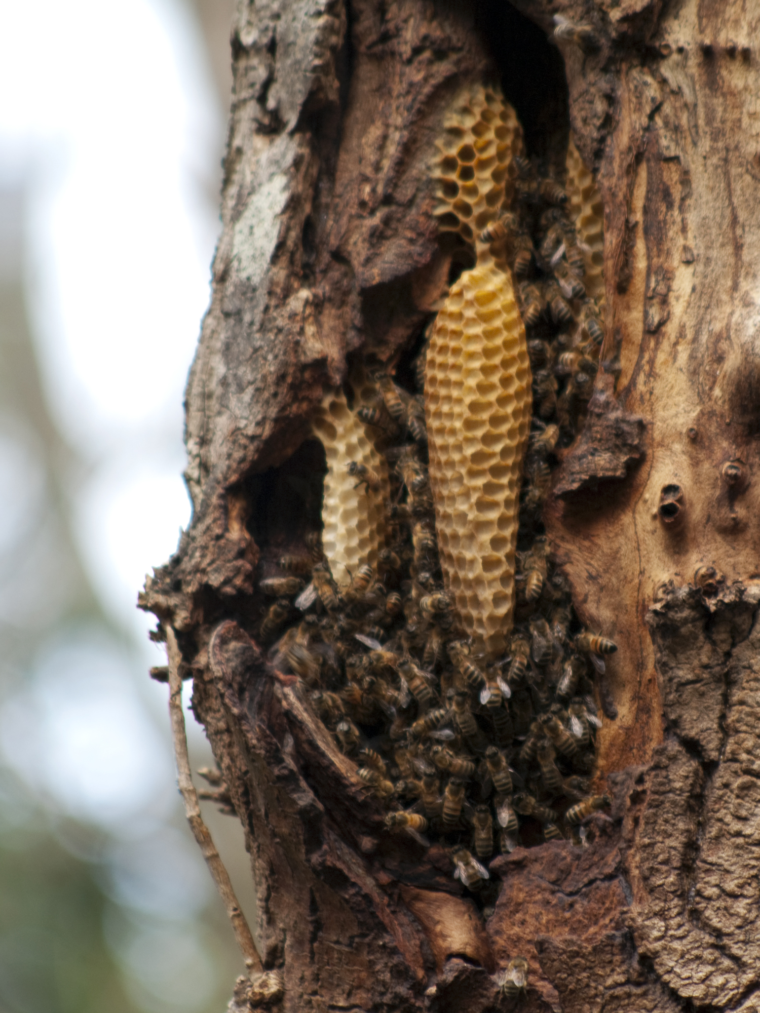 File:Natural Beehive.jpg - Wikimedia Commons