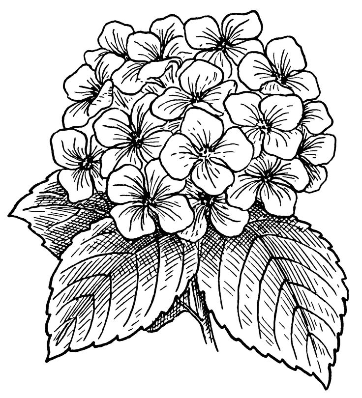 Butterfly's and Flower Coloring Pages on Pinterest | Flower ...