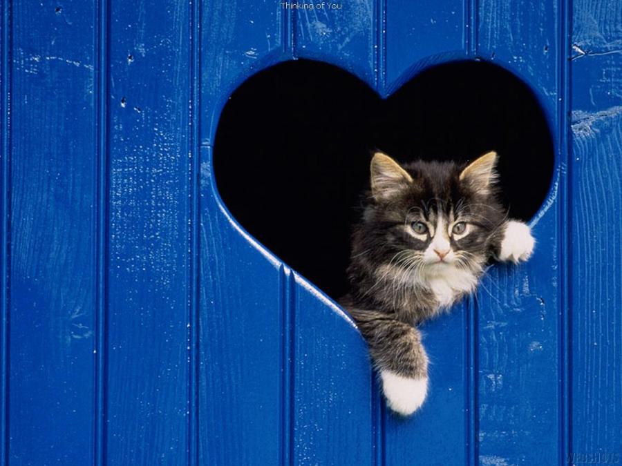 A cat with a big heart! - Pixdaus