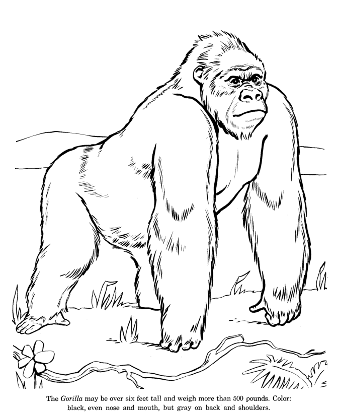 Sycamore Leaf Outline - AZ Coloring Pages