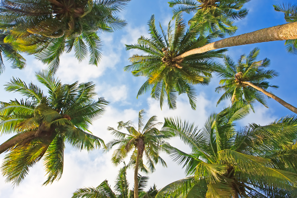 Palm Trees. Native to Hawaii? | Gray Line Hawaii Travel ...