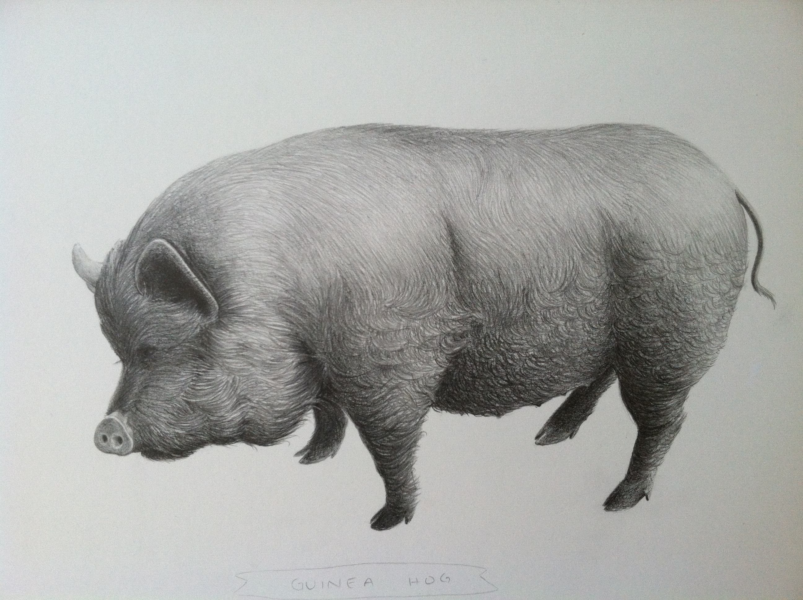 october finished pig drawings | amelia kai roberts