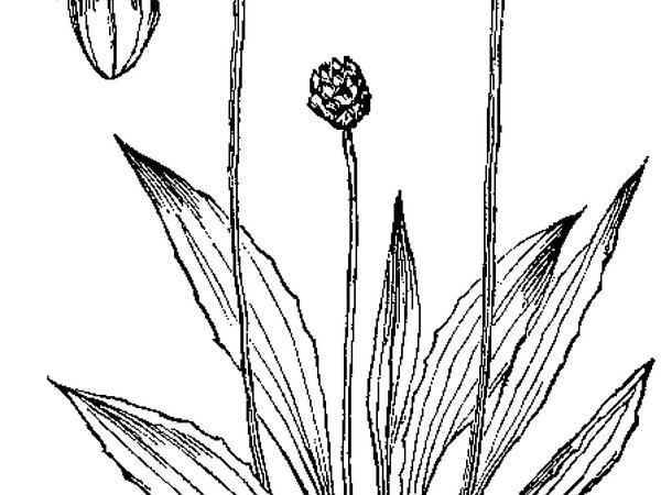 Sagebud | Grow Your Garden | Plant a Tree | Pot a Flower | Sow a Seed