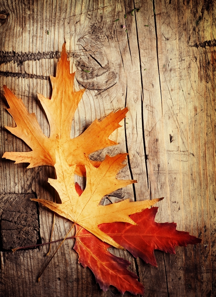 Autumn leaves - Autumn Photo (26117198) - Fanpop
