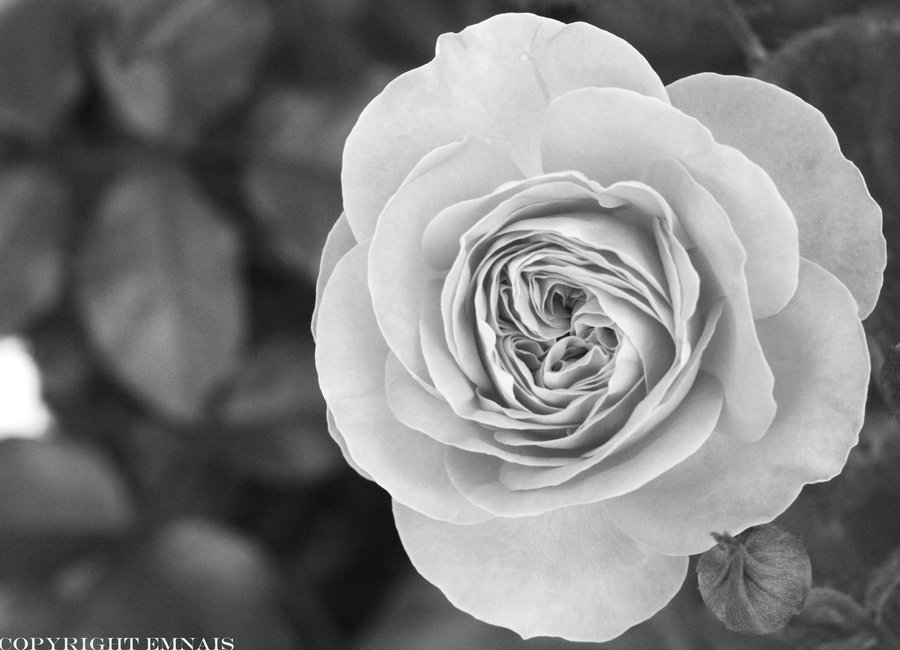 Black and white rose by Emnais on DeviantArt