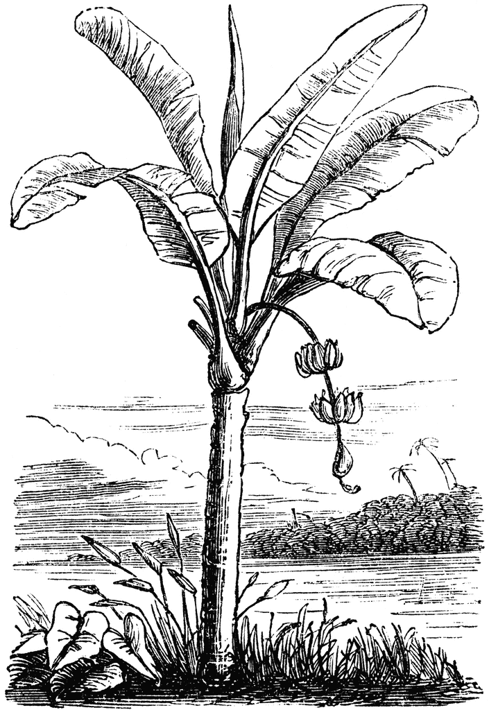 Plantain | ClipArt ETC