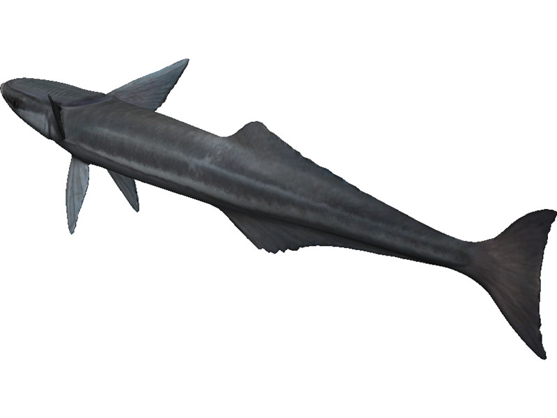 Remora 3D Model Download | 3D CAD Browser