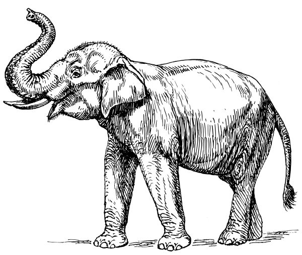 Free Elephant Clipart, 1 page of Public Domain Clip Art
