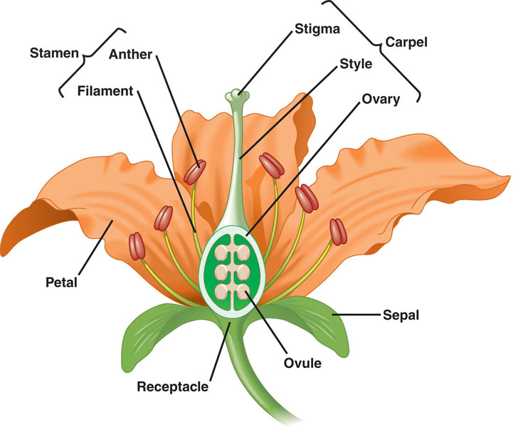 Gallant's Biology Stuff