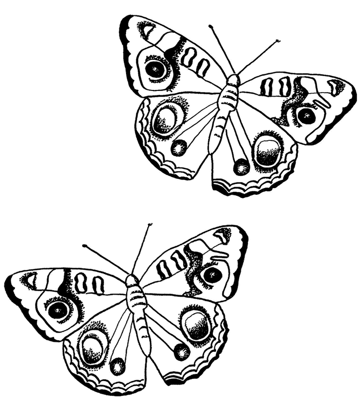 FREE Butterfly Coloring Pages: Admiral Butterfly