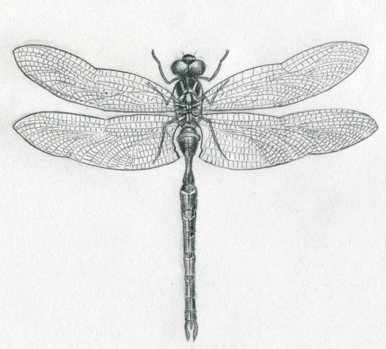 NEW DRAWING OF DRAGONFLY | Drawing Tips 5