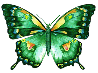 Animated Butterfly Image Collection at Best Animations