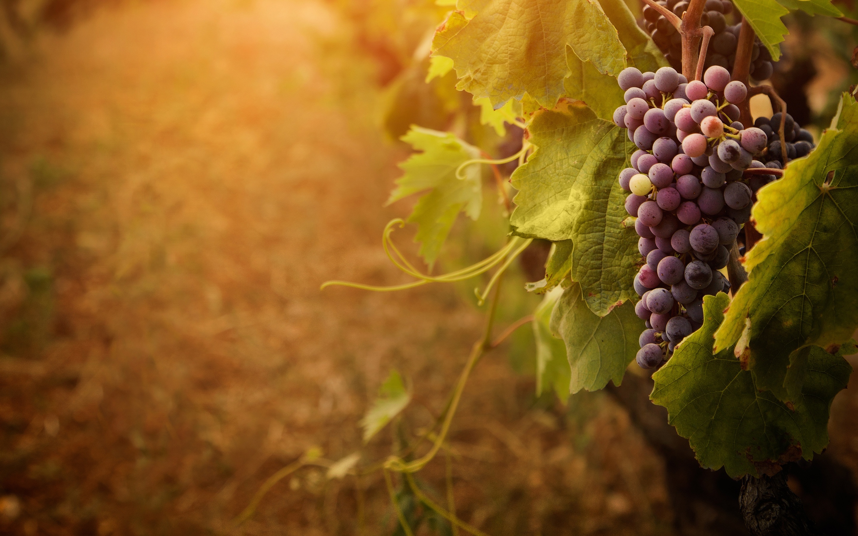 Grape Vine Wallpaper 32237 HD Pictures | Top Background Free