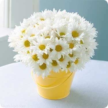 Bucket Of Daisies Pictures, Photos, And Images For Facebook ...