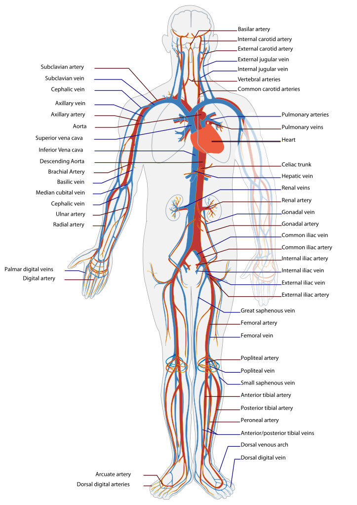 Circulatory system - Wikipedia, the free encyclopedia